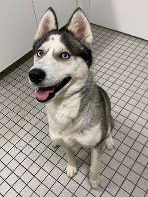 A husky dog with blue eyes and a black and white coat is sitting on a tiled floor, looking up with its mouth open and tongue out.