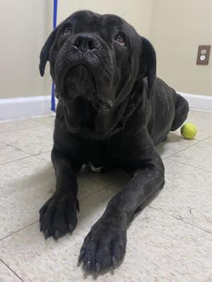 Giada, Cane Corso / Black Labrador Retriever, young, available for adoption