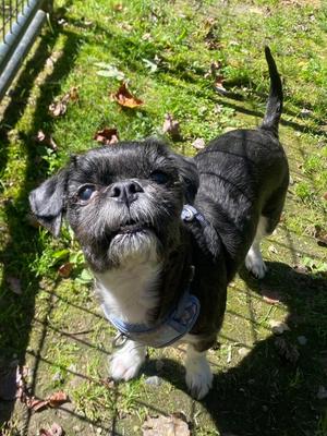 Onyx, Shih Tzu, senior, available for adoption