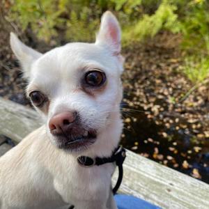 Quinoa, Chihuahua, adult, available for adoption