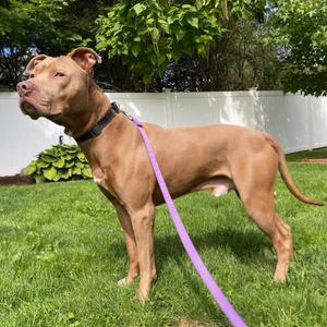 Goomba, Pit Bull Terrier / Mixed Breed, adult, available for adoption