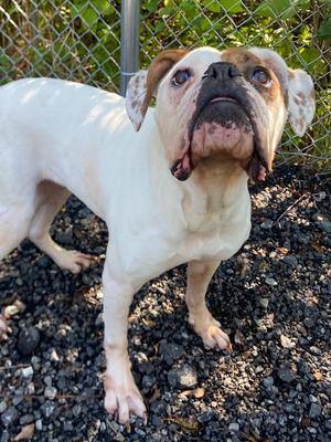 Juicebox, American Bulldog / Boxer, senior, available for adoption