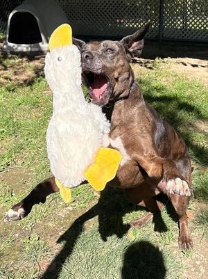 Calamity Jane, Catahoula Leopard Dog / Mixed Breed, adult, available for adoption