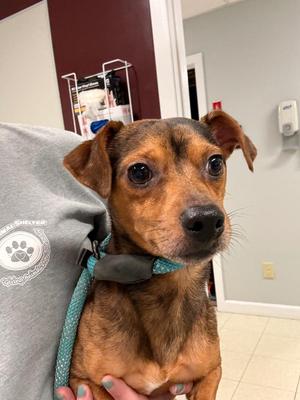 Panko, Dachshund / Mixed Breed, young, available for adoption