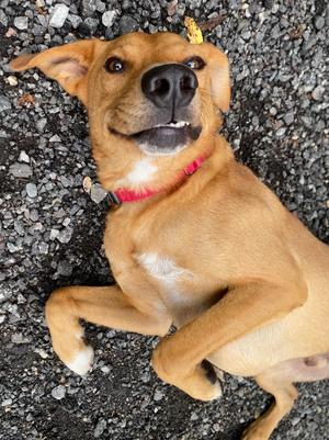 Smiles, Labrador Retriever / Mixed Breed, adult, available for adoption