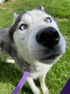 Nandor, Husky, puppy, available for adoption