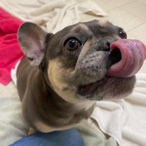 Lovebug, French Bulldog, adult, available for adoption