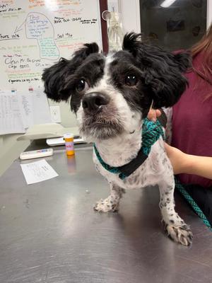 Puffin, Poodle / Maltese, puppy, available for adoption