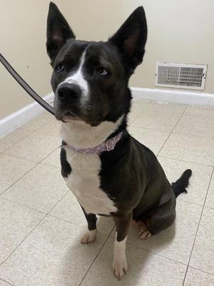 Glacia, Husky / Mixed Breed, young, available for adoption