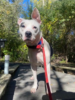 Marisol, Labrador Retriever / Pit Bull Terrier, adult, available for adoption