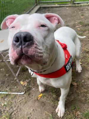 Beluga, Pit Bull Terrier / Mixed Breed, young, available for adoption