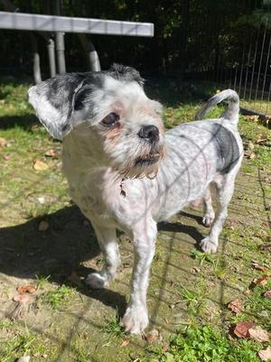 Mushroom, Shih Tzu / Mixed Breed, adult, available for adoption
