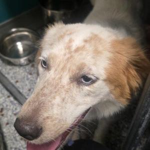 Daisy, Australian Shepherd / Mixed Breed, puppy, available for adoption