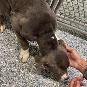 Beans, Pit Bull Terrier, puppy, available for adoption