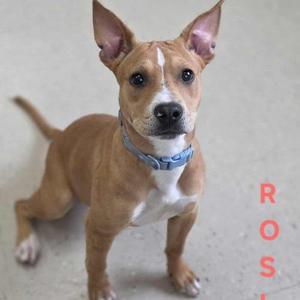 a brown and white dog with a blue collar standing on a concrete surface