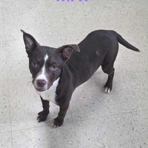 black and white dog standing on a tiled floor