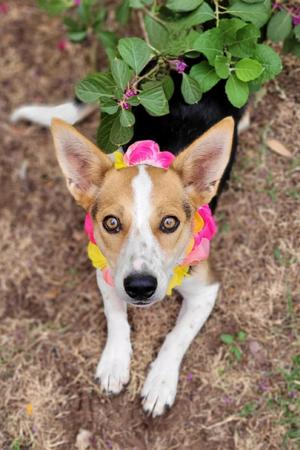 Jolene, Corgi / Australian Cattle Dog / Blue Heeler, young, available for adoption