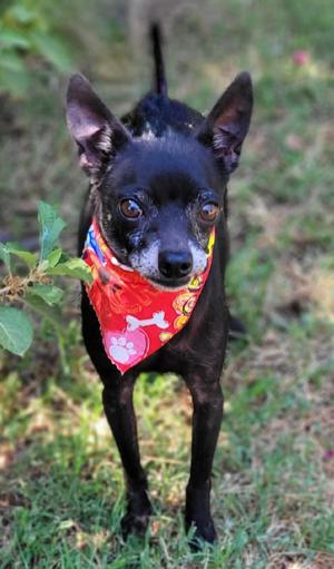 Scott, Chihuahua, senior, available for adoption