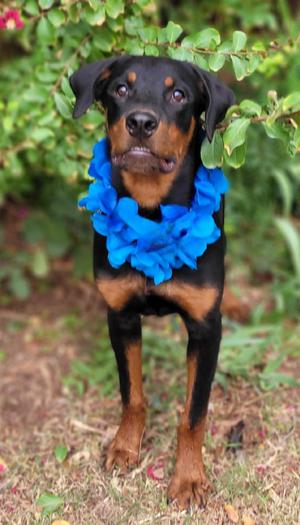 Wyatt, Rottweiler, young, available for adoption