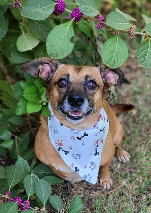 Allie, Dachshund / Chihuahua, adult, available for adoption