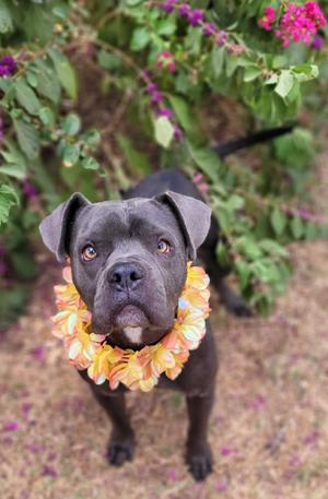 A black dog wearing a colorful flower lei, standing outdoors with green foliage and pink flowers in the background.