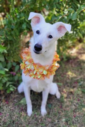Sosha, Siberian Husky / German Shepherd Dog, young, available for adoption