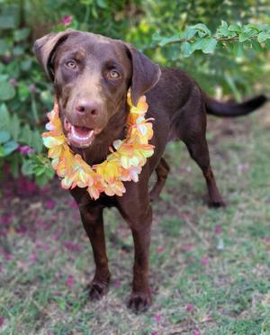A brown dog wearing a floral lei, standing in a garden with green foliage and pink flowers in the background.