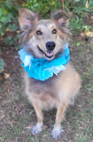 Zeke, Collie / Saluki, adult, available for adoption