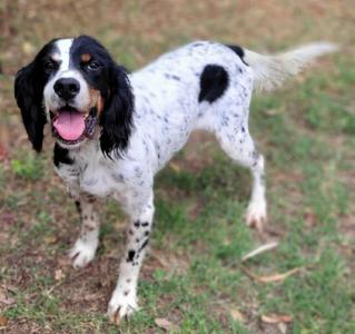 A black and white dog with spots standing on grass.