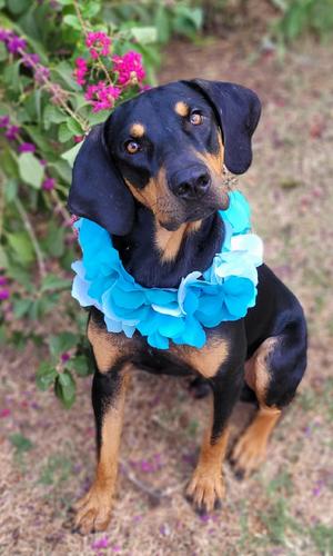 Sport, Black and Tan Coonhound / Doberman Pinscher, young, available for adoption
