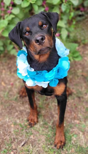 Gary, Rottweiler, young, available for adoption