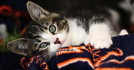 Stacy, adult, available for adoption