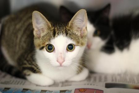 Spaghetti, kitten, available for adoption