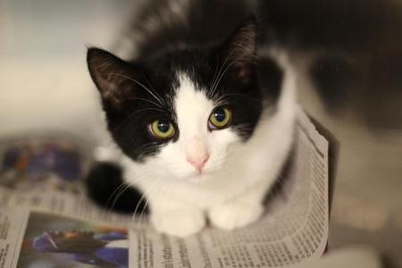 Meatball, kitten, available for adoption
