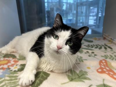 Moonshine, adult, available for adoption