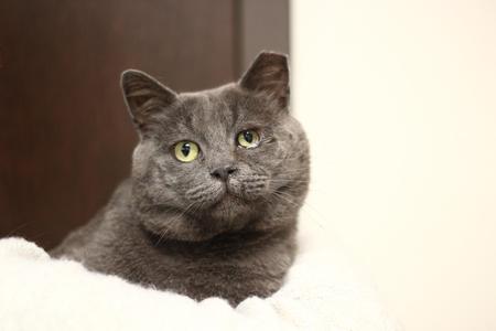 A gray cat with green eyes lying on a white surface.