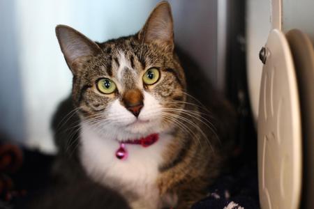 Stacy's Mom, kitten, available for adoption