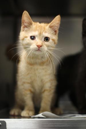 Ruby, kitten, available for adoption