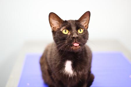 A black cat with bright yellow eyes and its tongue sticking out slightly, sitting on a purple surface against a white background.
