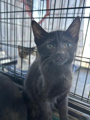 Rosemary, kitten, available for adoption