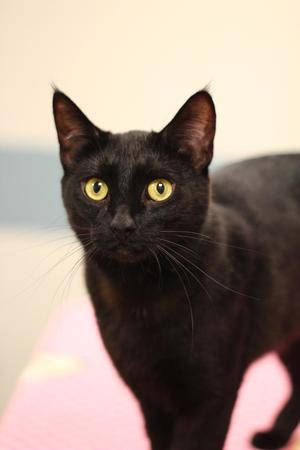 Celeste, adult, available for adoption