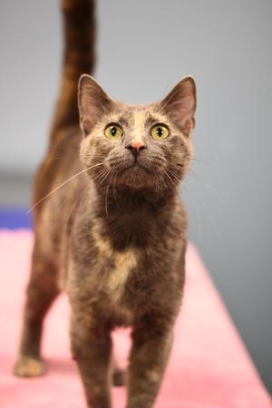 Leslie, young, available for adoption