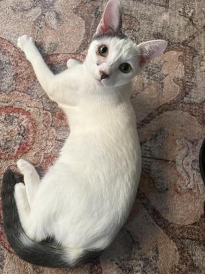 George, young, available for adoption