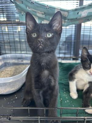 A black kitten with green eyes sitting in a cage, looking directly at the camera. Another black and white kitten is partially visible in the background.