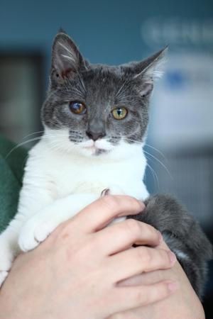 Scooter, kitten, available for adoption