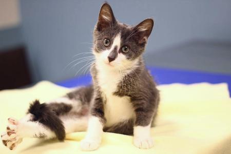 Fable, kitten, available for adoption
