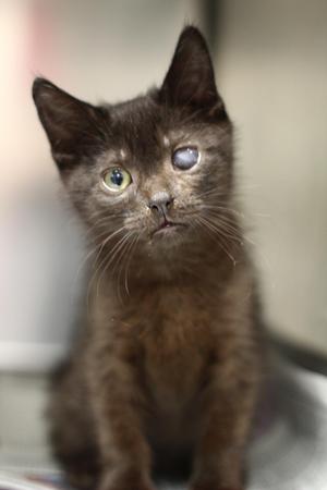 Max, kitten, available for adoption