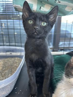 Parsley, kitten, available for adoption