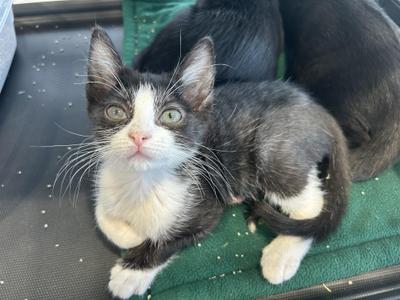 Thyme, kitten, available for adoption