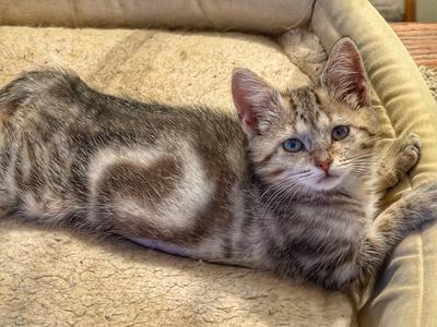 A tabby cat with a heart-shaped pattern on its fur, lying on a beige cushion.
